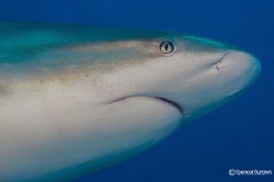 Shark portrait with 60mm macro lens. by Spencer Burrows 